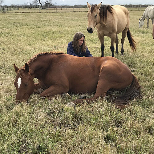 Horse Treatment